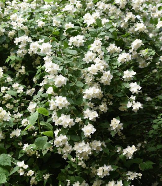Philadelphus 'Dame Blanche'